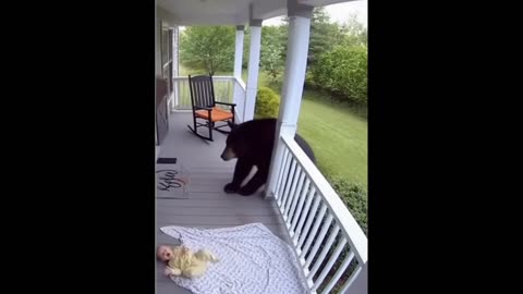 A cat saves a child from a bear.