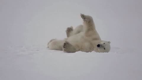 How greasy fur helps polar bears brave the cold