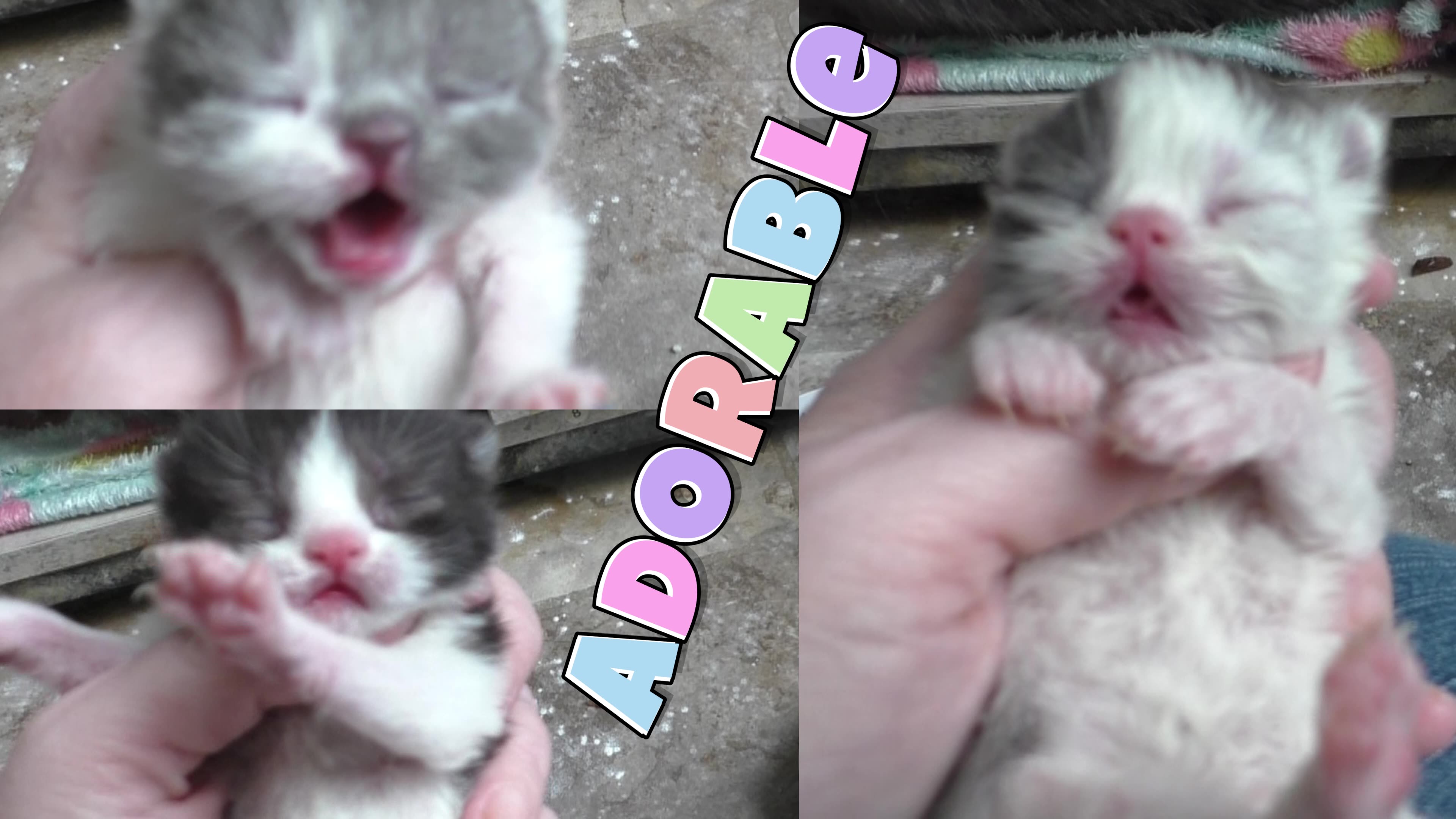 Emilys Adorable Kittens Have Names!