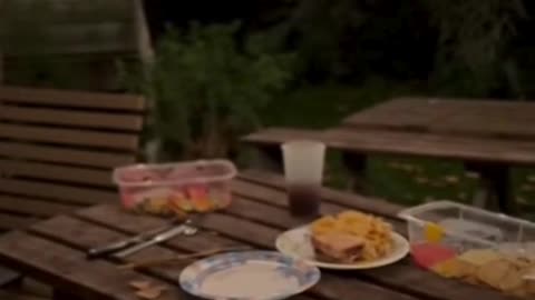 🦝🍔 This Raccoon Stole the Food… And Ran Like Nothing Happened ✨