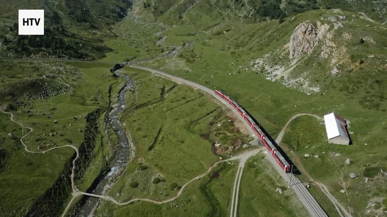 Welcome to Jungle Pulse: Nature’s Raw Symphony