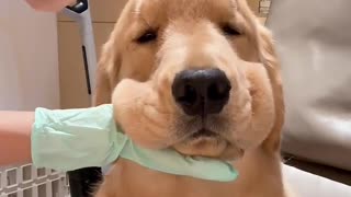 🤣😂 Should You Bite or Lick Your Plastic Surgeon After Surgery? | FunFM