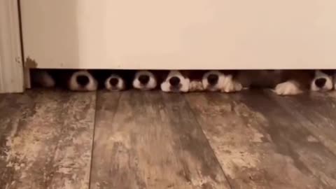 Cavalier puppies being nosy about the cat..🐶🐶🐈😅