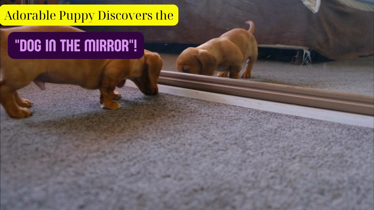 Adorable Puppy Discovers the "Dog in the Mirror"!