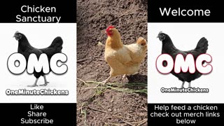Red Alert Hen - Why is she alerting for ten minutes straight!?