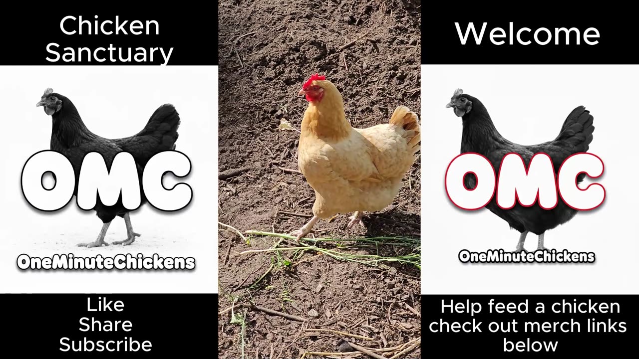 Red Alert Hen - Why is she alerting for ten minutes straight!?