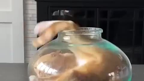 or worse yet, an ELECTRIC EEL 🙀 🎥