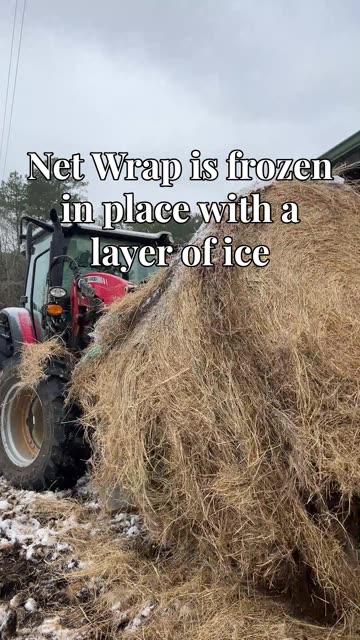 Pitiful Goats want more Hay