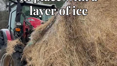 Pitiful Goats want more Hay