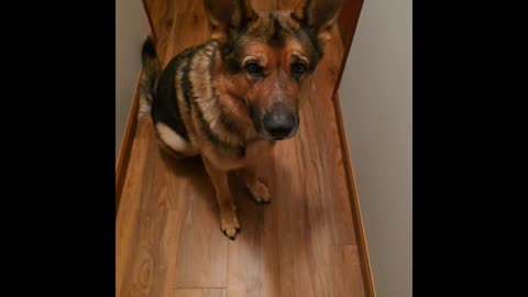 Virgil german shepherd.