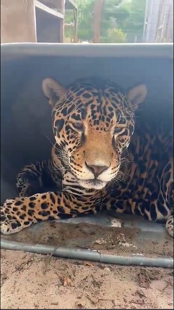 A shelter for a cat!