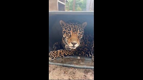 A shelter for a cat!