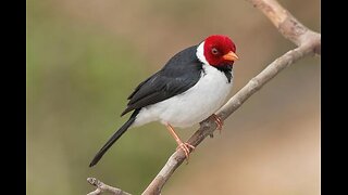 to the sound of birds