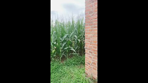 two brother farming Convent wrong