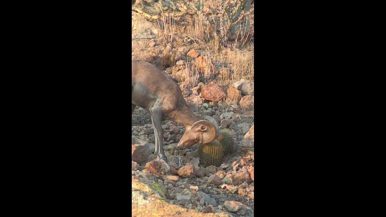 bkkbobo