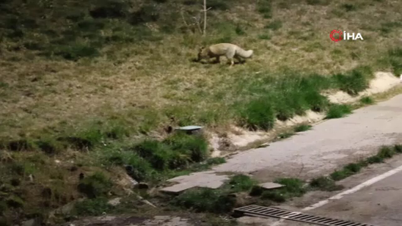 Aç kalan tilkiler gece yarısı şehir merkezine indi