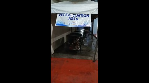 pets affected by Typhoon Fung-Wong (UwanPH)