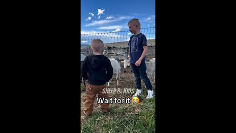 sheep&kids