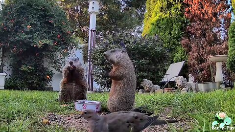 🌻☀️🐝💐🌷 SPRING HAS SPRUNG! 🌻☀️🐝💐🌷 #Groundhog #Skunk #Birds # Raccoon #Possum #Nature #Squirrel