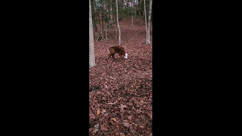 Shorthorn Plus Calf Born Today | Real Farm Life