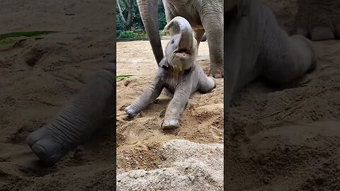 Top 14 baby elephants moments 🐘