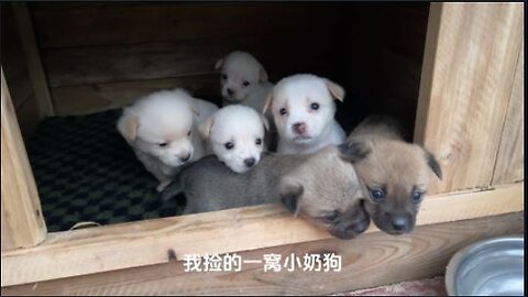 The litter of puppies picked up by this man, eating food prepared complementary