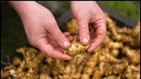 JERUSALEM ARTICHOKE (SUNCHOKE) - THIS CROP IS WAY BETTER THAN POTATOES (AND NO ONE GROWS IT!) 🔥