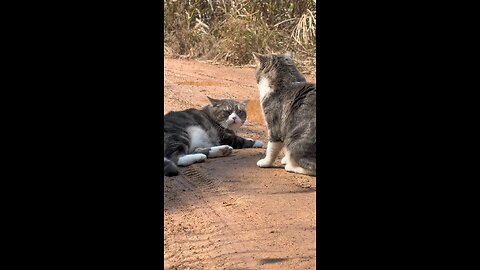 Hilarious Two Cats Fighting Like Kung Fu Masters! Must Watch!