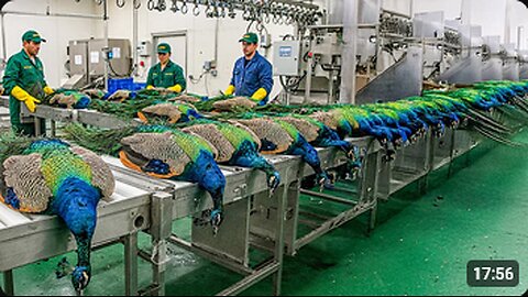 PEACOCK Farming Technique _ How China Farmer Profit from the Most Stunning Bird _ Peacock Industry