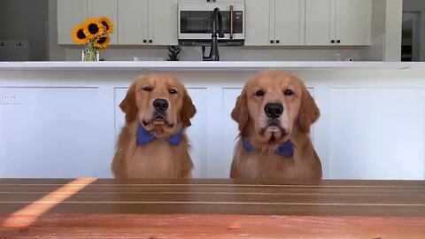 Dog Reviews Food With Son..