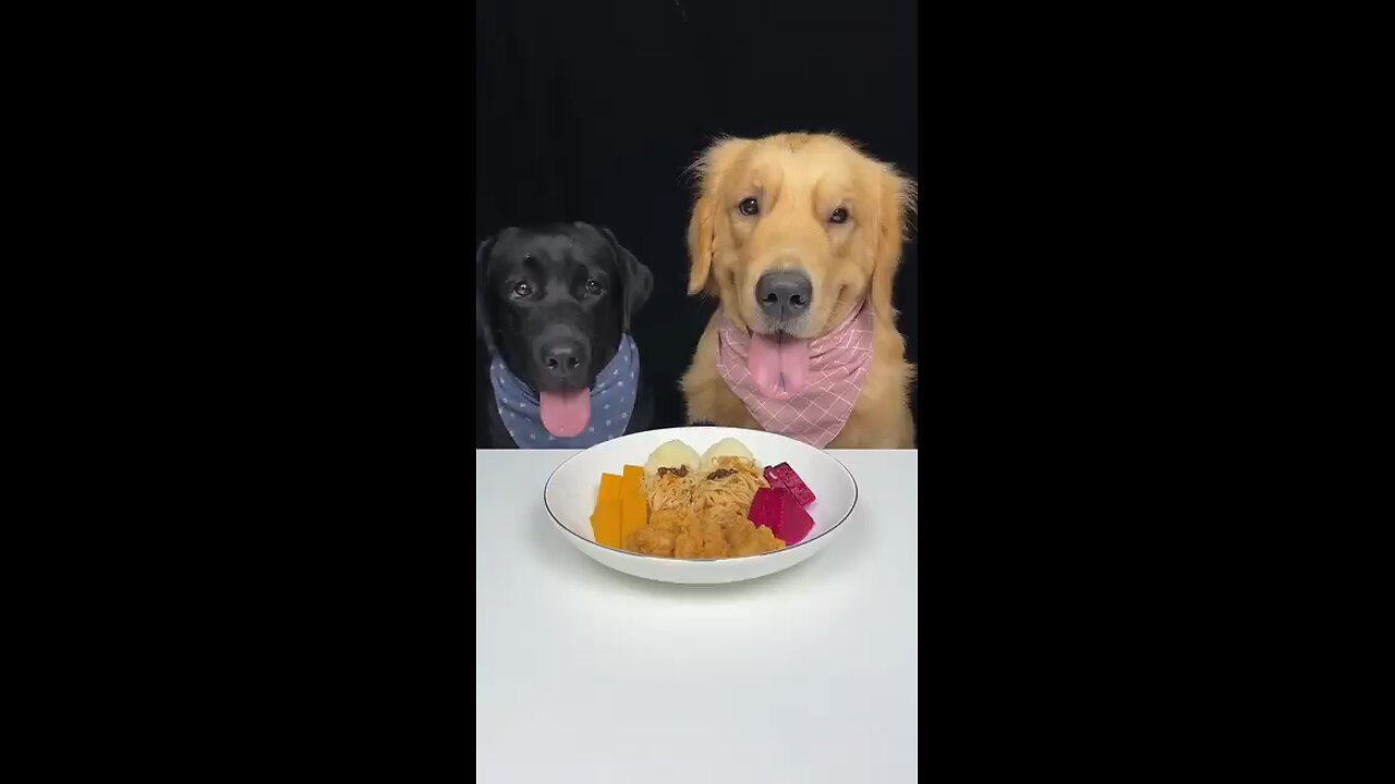 cute pets eating food