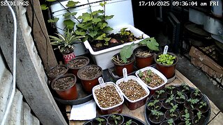 Seedling Timelapse Ending 26-11-2025
