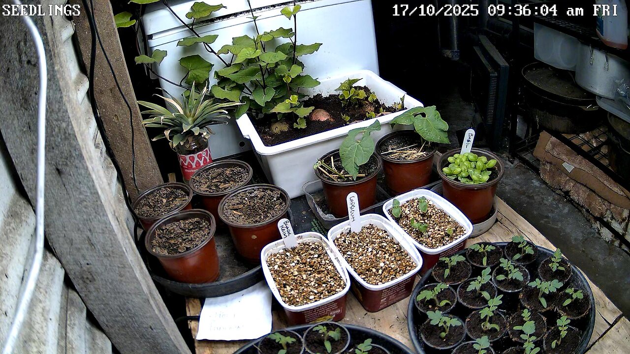 Seedling Timelapse Ending 26-11-2025