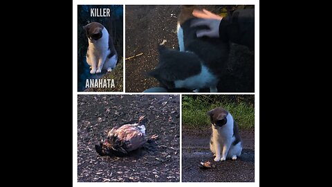 Killer Anahata! ☠️