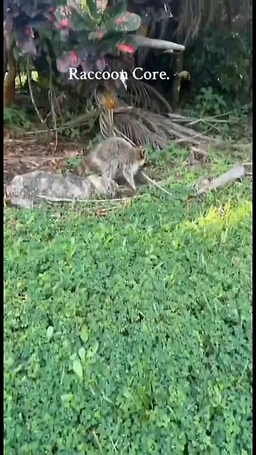 🦝Raccoons have begun to become domesticated — study