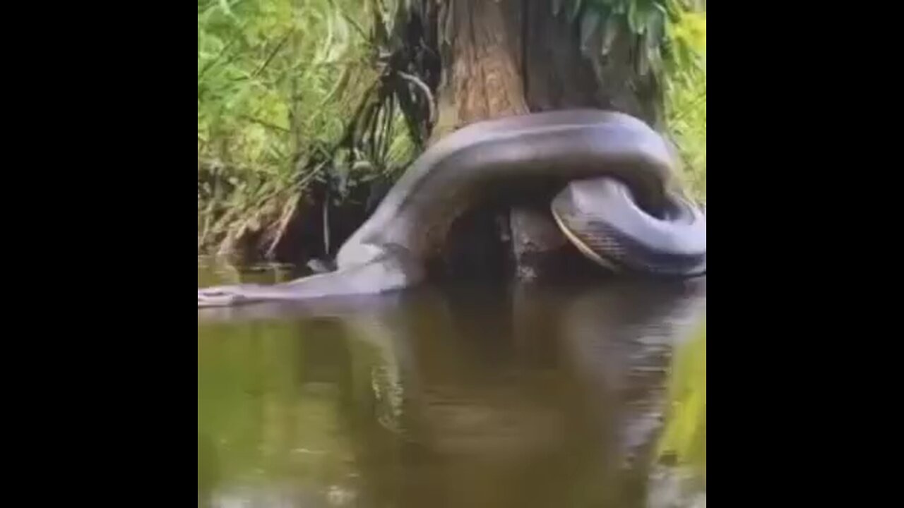 Big snake in the river