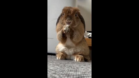 🥰cute rabbit 🐰#storts