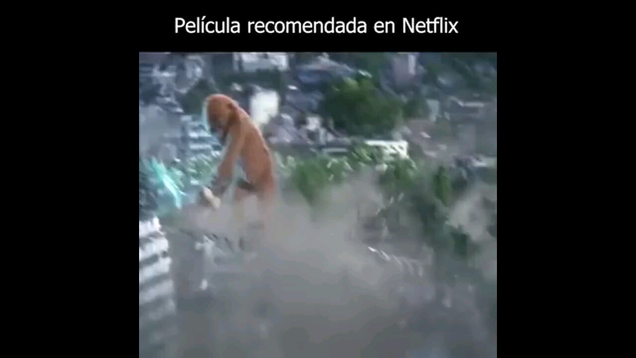 monkey