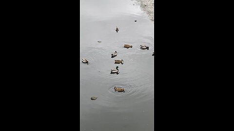Mallard Ducks 🦆 #ducks #mallardducks #duck #followme #trending #shorts #viral