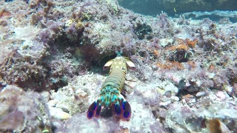 Excado Yolo Emotional Lofi Beats