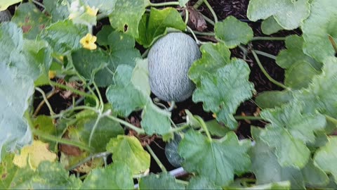 Cantaloupe in raised bed update.