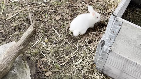 3 söta vita kaninungar – en älskar melonskal! 🐰🍉