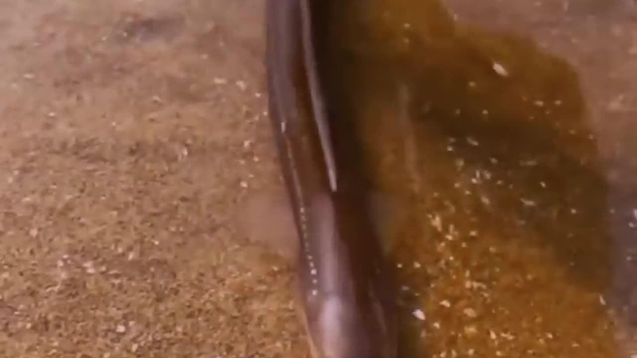 Electric lights fish 😲😲