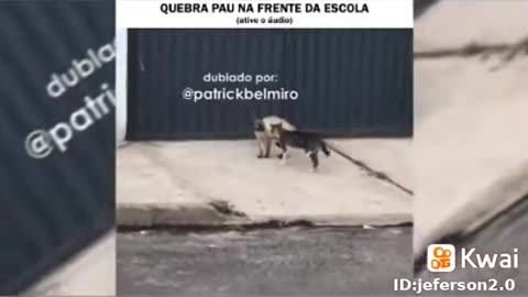 a briga de gatos na calçada da minha casa.mp4