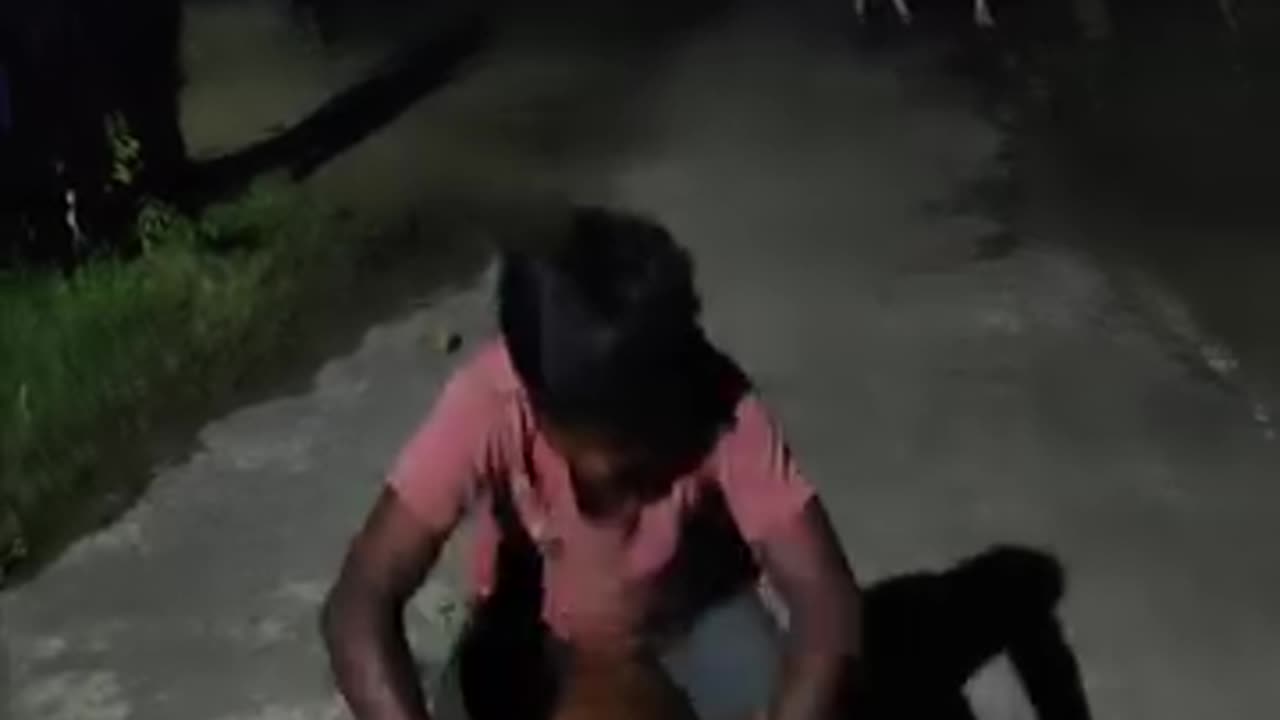 Funny videos 🤣 of dogs 🐕