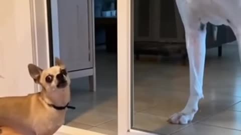 😂😅 Only the Brave Behind Glass! | FunFM