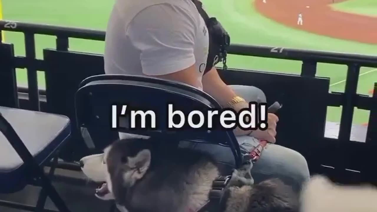 "Playful Dog Antics You Can’t Miss!"