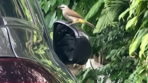 😮✨ This Bird Fight Will Blow Your Mind! | FeedMyCuriosity