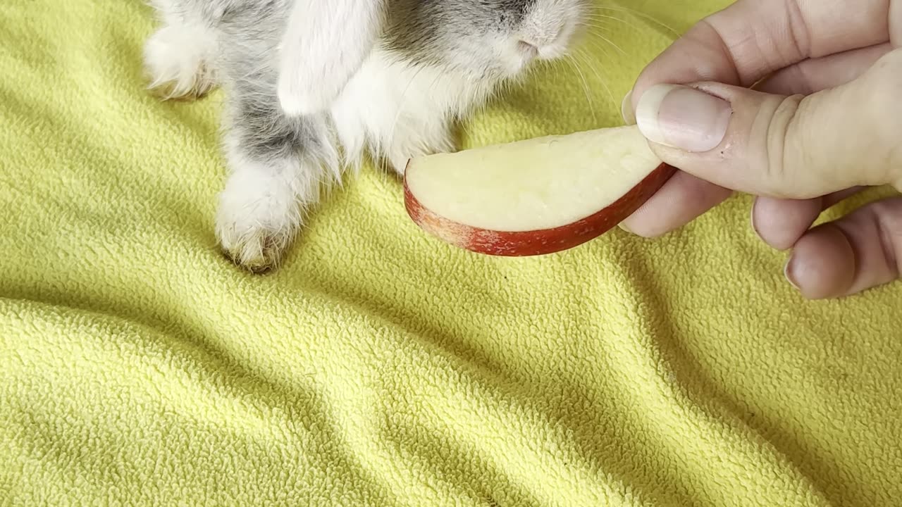 bunny #3