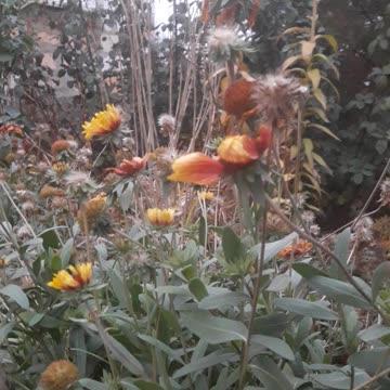 Gaillardia from above
